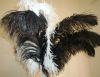 Ostrich feathers, real sotrich feather, decorative ostrich feather, wedding feathers, tail feathers, party ostrich feathers,