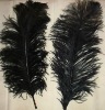 Ostrich feathers, real sotrich feather, decorative ostrich feather, wedding feathers, tail feathers, party ostrich feathers,