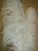 Ostrich feathers, real sotrich feather, decorative ostrich feather, wedding feathers, tail feathers, party ostrich feathers,