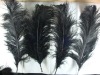 Ostrich feathers, real sotrich feather, decorative ostrich feather, wedding feathers, tail feathers, party ostrich feathers,