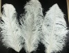 Ostrich feathers, real sotrich feather, decorative ostrich feather, wedding feathers, tail feathers, party ostrich feathers,