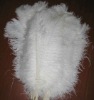 Ostrich feathers, real sotrich feather, decorative ostrich feather, wedding feathers, tail feathers, party ostrich feathers,