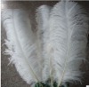 Ostrich feathers, real sotrich feather, decorative ostrich feather, wedding feathers, tail feathers, party ostrich feathers,