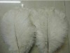 Ostrich feathers, real sotrich feather, decorative ostrich feather, wedding feathers, tail feathers, party ostrich feathers,