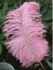 Ostrich feathers, real sotrich feather, decorative ostrich feather, wedding feathers, tail feathers, party ostrich feathers,