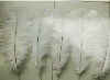 Ostrich feathers, real sotrich feather, decorative ostrich feather, wedding feathers, tail feathers, party ostrich feathers,