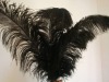 Ostrich feathers, real sotrich feather, decorative ostrich feather, wedding feathers, tail feathers, party ostrich feathers,