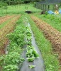 PE/PP WEED MAT/GROUND COVER