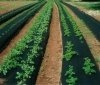 PET non-woven fabric