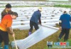 PP non woven fabric for Agriculture crop cover