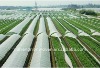 PP non woven greenhouse covers