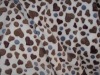 PRINTING CORAL FLEECE FOR COMFORTERS