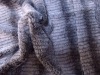 PV Cashmere