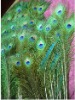 Peacock feather, Peacock eye feather, peacock tail feather, wedding feather, decorative natural peacock feather,