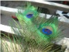 Peacock feather, Peacock eye feather, peacock tail feather, wedding feather, decorative natural peacock feather,