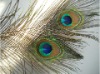 Peacock feather, feather extensions, feather dress, tail feather,