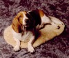 Pet Rug Sheepskin Dog Rug