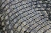 Piel cocodrilo EN SALMUERA