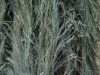 Pine yarn/feather yarn