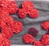 Poly Mesh Taffeta Ribbon Embroidery Fabric