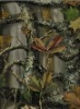 Polyester camouflage fabric for tent (forest printed)
