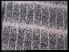 Polyester chiffon fabric