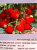 Polyester fabric Elater Fabric 110G/SQM