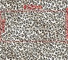 Polyester spandex Fabric/printed poly spandex fabrics