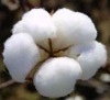 RAW COTTON