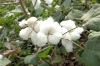 RAW COTTON