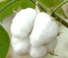 RAW COTTON