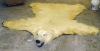 REAL Canadian Polar Bear 9 foot with winter fur