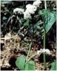 Raw Buckwheat Hulls