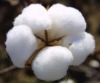 Raw Cotton