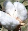 Raw Cotton