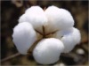 Raw Cotton