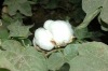 Raw Cotton