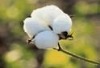 Raw Cotton