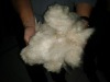 Raw Cotton