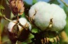 Raw Cotton