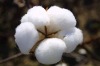 Raw Cotton And Bleached Cotton
