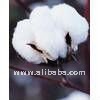 Raw Cotton Bales