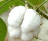 Raw Cotton Bales