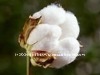 Raw Cotton Bales