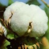 Raw Cotton - Shankar 6