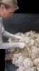 Raw Sheep Wool