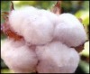 Raw cotton