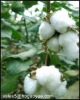 Raw cotton Uzbekistan