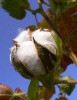 Raw cotton supplier
