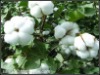 Raw cotton textile